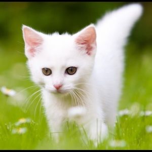 Meet your Posher, Genevieve